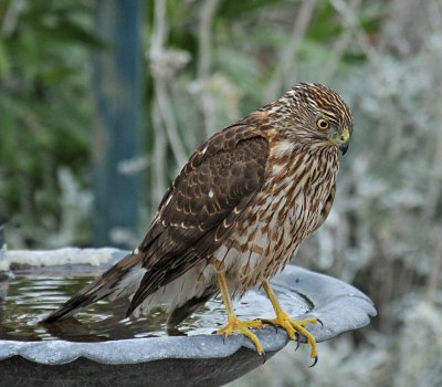 Hawk on bird bath.jpg