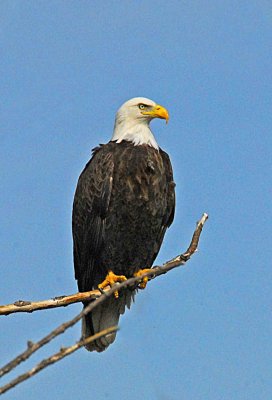 Bald Eagle in Butte county feb 18th ,2014