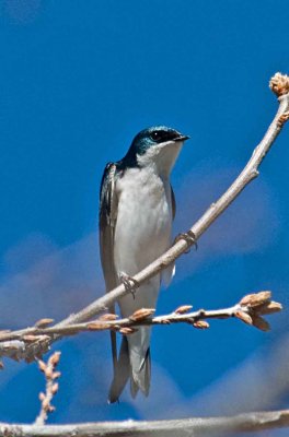 tree swallows coming to our yard.jpg