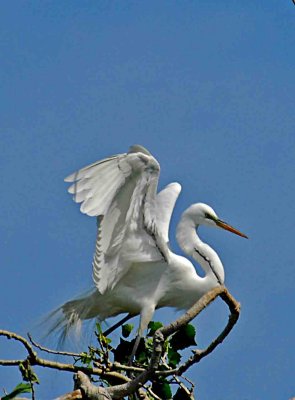 Egret in tree 2.jpg