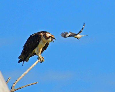 birds chasing Osprey.jpg