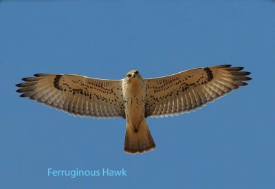 hawk flying over me by the river.jpg