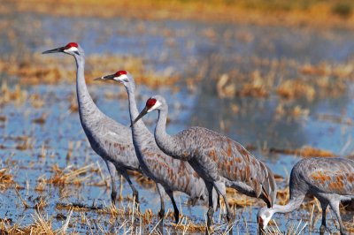 sand hill cranes in rice field