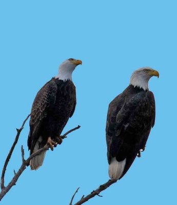 9and 10 eagles the next day same couple.JPG