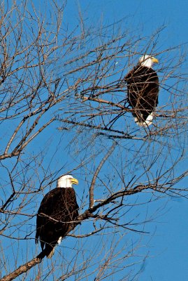 2 eagles in another tree.jpg