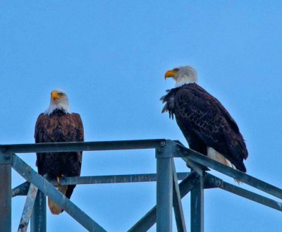 2 eagles on pole.jpg