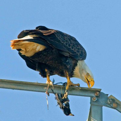 EAGLE WITH DEAD BIRD.jpg