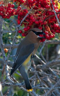 waxwing eating in my yard.JPG