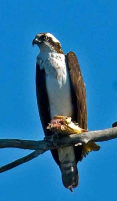 Osprey is 7 in oroville first one this year.jpg