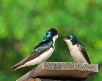 MALE AND FEMALE TALKING.jpg