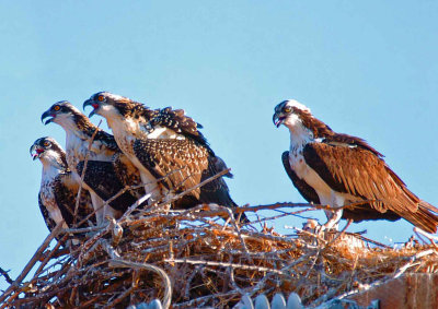 3 BABY OSPREYS AND MOTHERYELLING AT MALE WITH A FISH.jpg