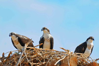 3 new born ospreys.jpg