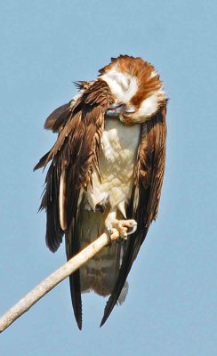 another nest of new ospreys.jpg