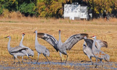 SHOWING OFF-NOT FLYING AWAY.jpg