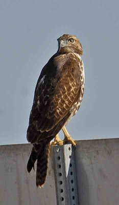 this hawk poses for me on the hw.jpg