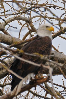 3RD EAGLE IN SAME TREE.jpg