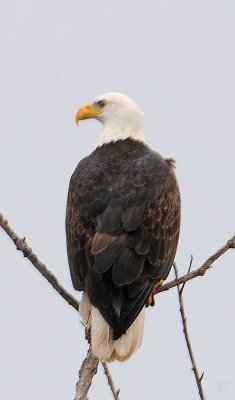 1 eagle on thursday morning.jpg