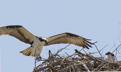 LONG WAYS AWAY AND MALE LANDS WITH MOM.jpg