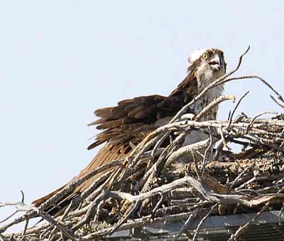 female  above  lake oroville.jpg