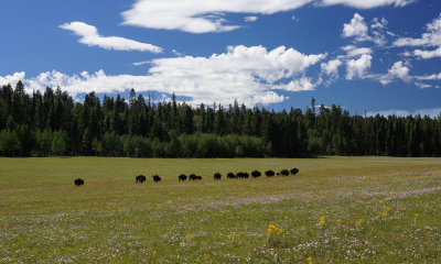 Bison Heading Home 4.jpg