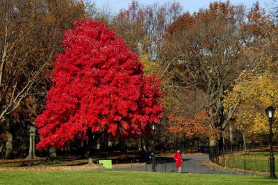 Autumn In Central Central Park 00.jpg