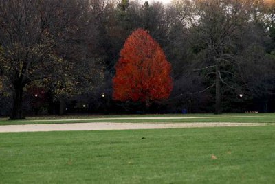 Autumn In Central Central Park 2.jpg