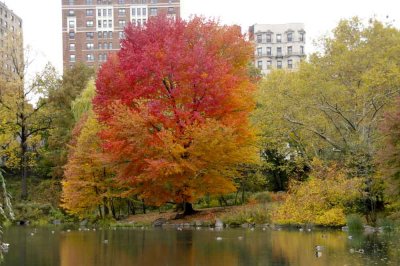 Autumn In Central Central Park 15.jpg