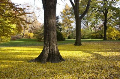 Autumn In Central Central Park 20.jpg
