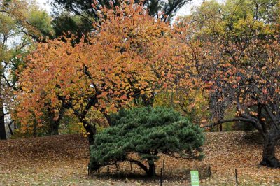 Autumn In Central Central Park 31.jpg