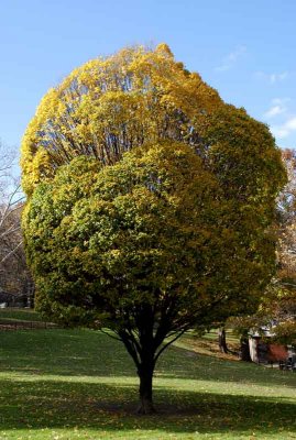 Autumn In Central Central Park 46.jpg