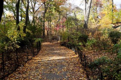 Autumn In Central Central Park 71.jpg
