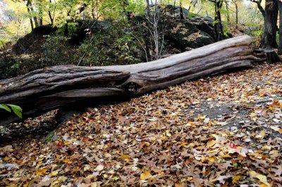 Autumn In Central Central Park 79.jpg