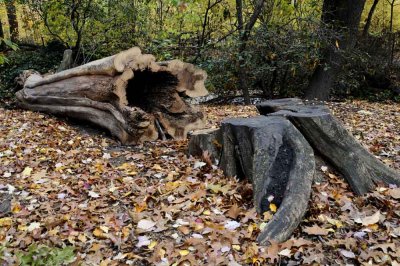 Autumn In Central Central Park 80.jpg