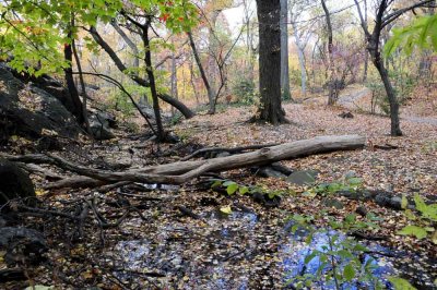 Autumn In Central Central Park 84.jpg