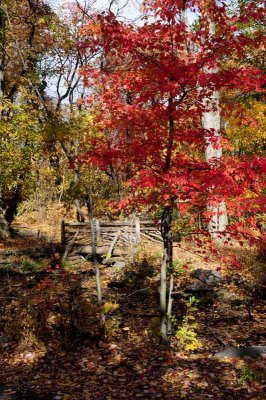 Autumn In Central Central Park 89.jpg