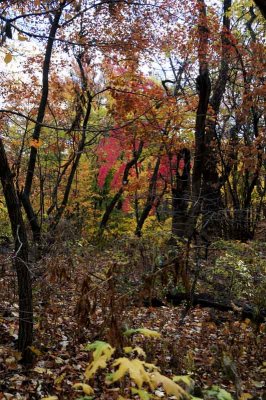 Autumn In Central Central Park 99.jpg