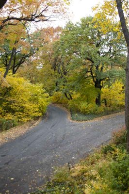 Autumn In Central Central Park 113.jpg