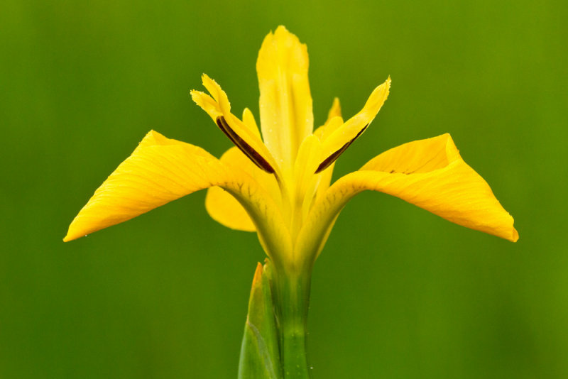 Week 25 - Yellow Iris - Iris pseudacorus.jpg