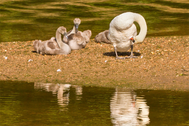 Week 36 - Swans at Aveton Gifford.jpg