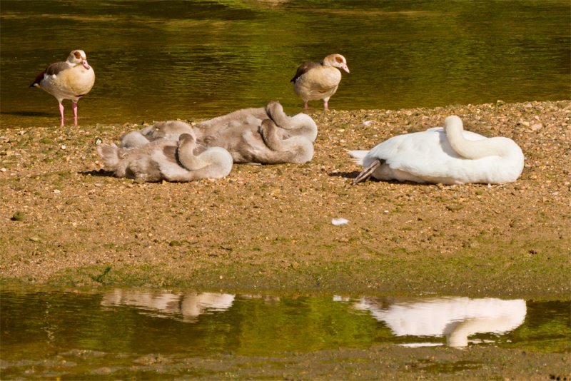 Week 36 - Swans sleeping.jpg
