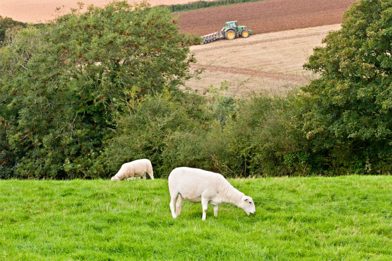 Week 41 - Sheep grazing at Snapes Point.jpg