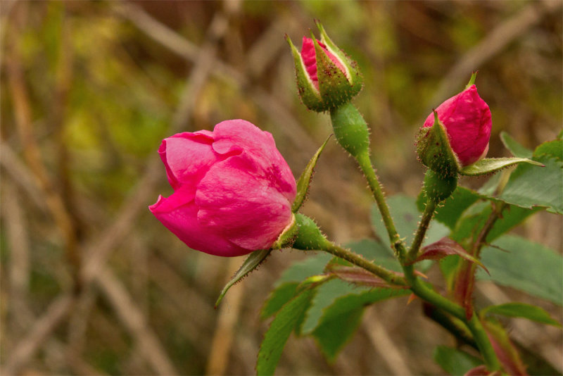 Week 44 - Rambling Rose Buds.jpg