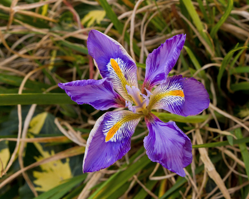 Week 52 - Iris unguicularis.jpg
