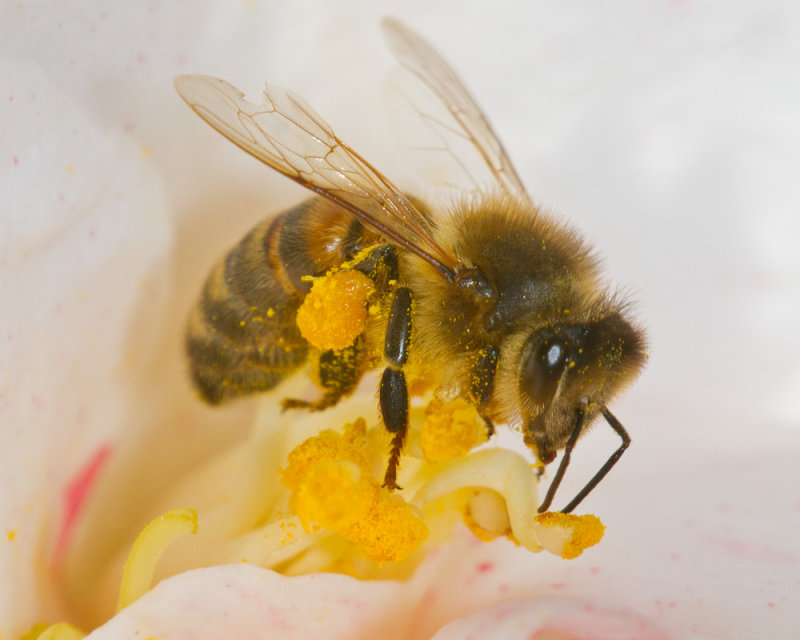 Week 10 - Early Insects - Honey Bee.jpg