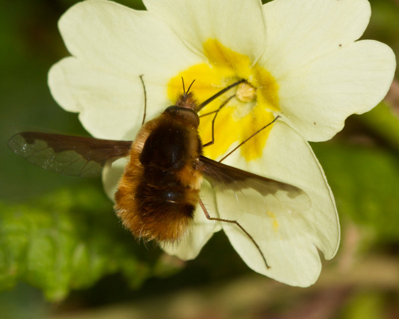 Week 15 - Normal primrose plus Bee Fly.jpg