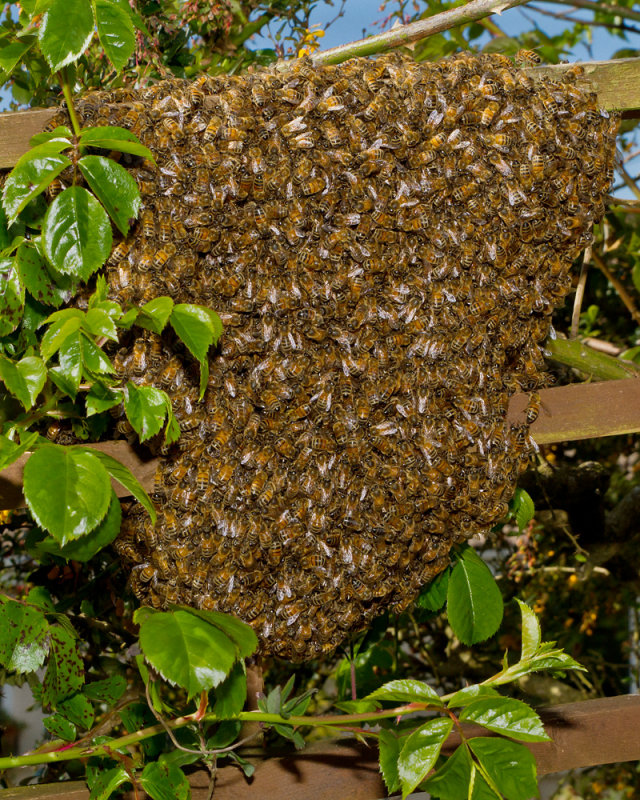Week 17 - Swarm of bees in my garden 2.jpg