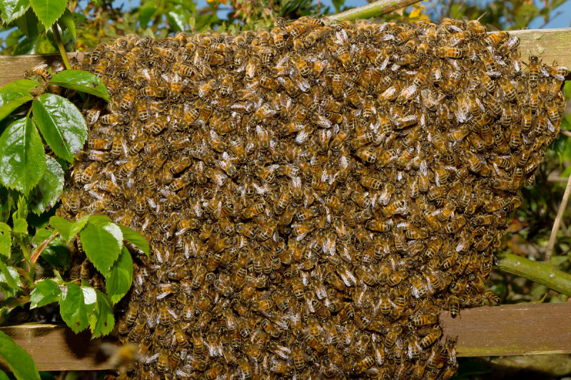 Week 17 - Swarm of bees in my garden.jpg
