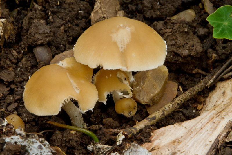 Week 22 - Garden Fungi.jpg