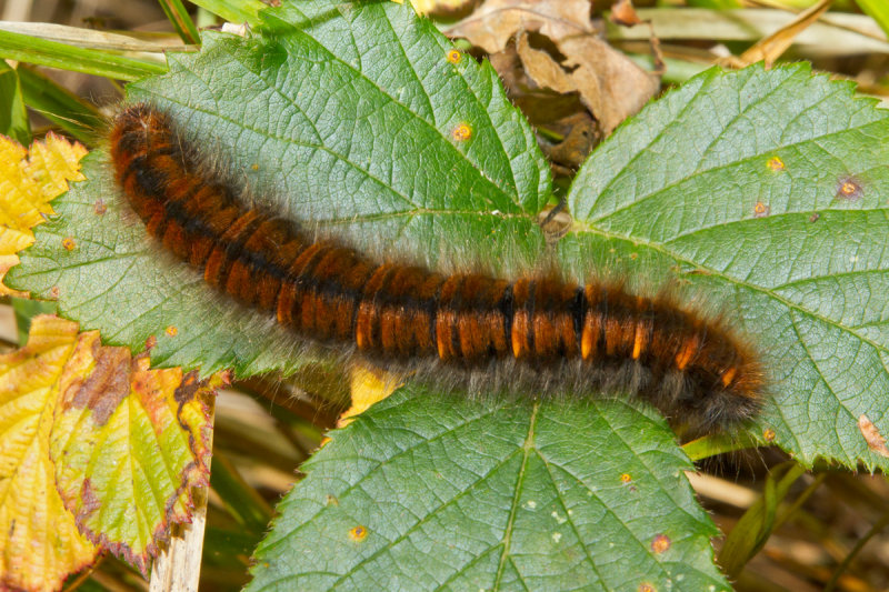 Week 41 - Fox Moth Caterpillar.jpg
