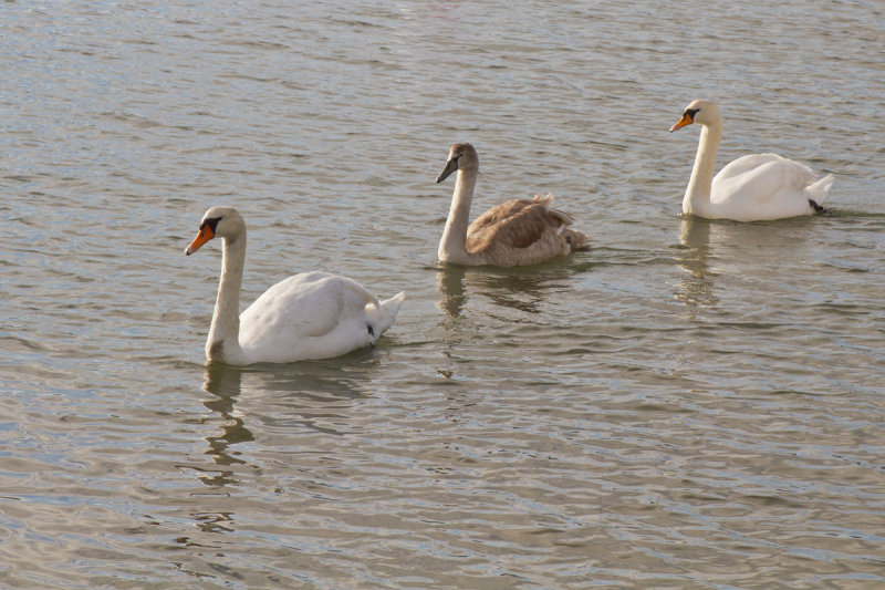 Week 48 - The Swan Family.jpg